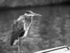 Moody heron