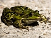 Roadfrog