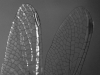 Dragonfly wing