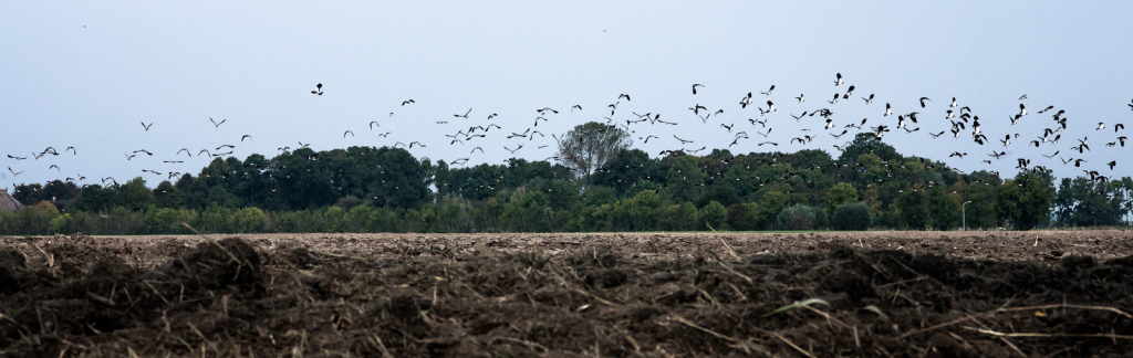 Flying lapwings