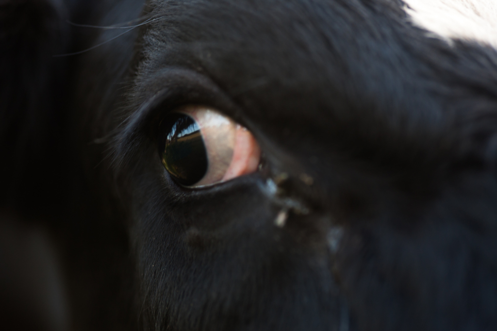 Cows eye