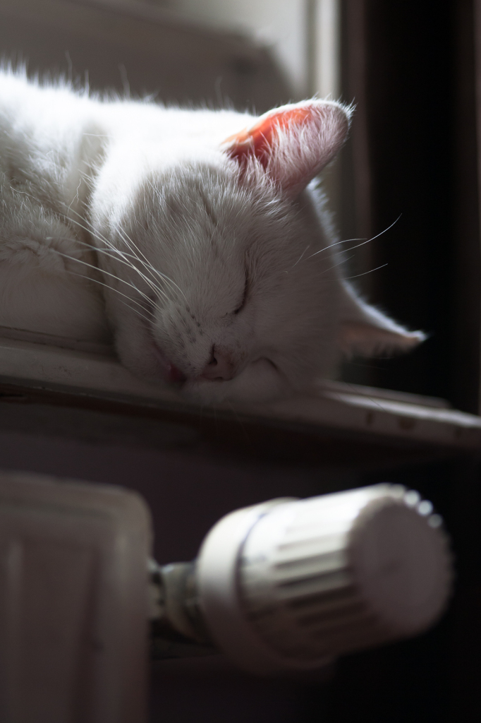 Radiator love