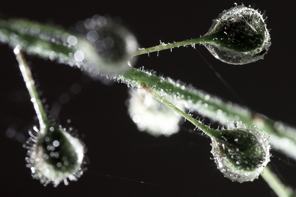 Wet Sticky Willy weed