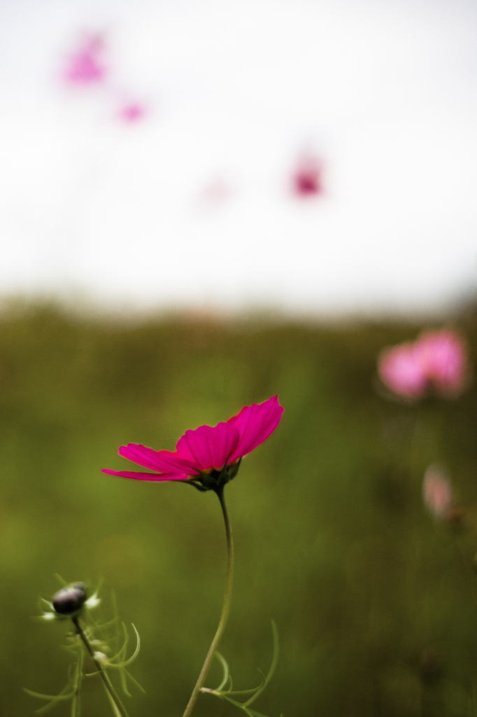 autumn flowers