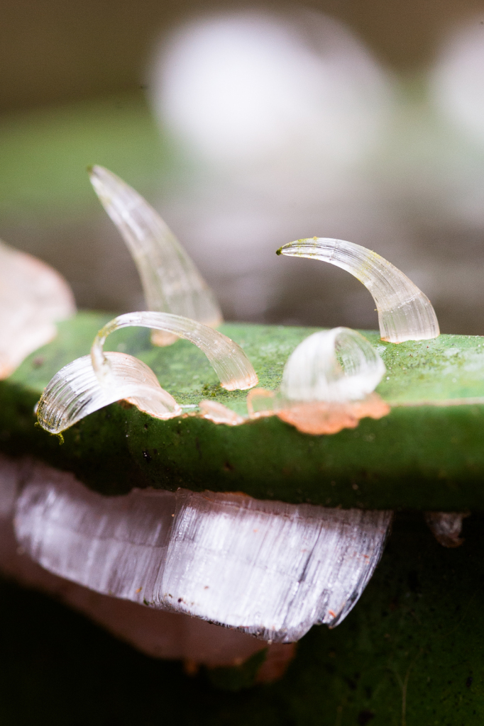 Horns of winter