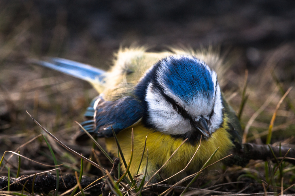 Chatting bird