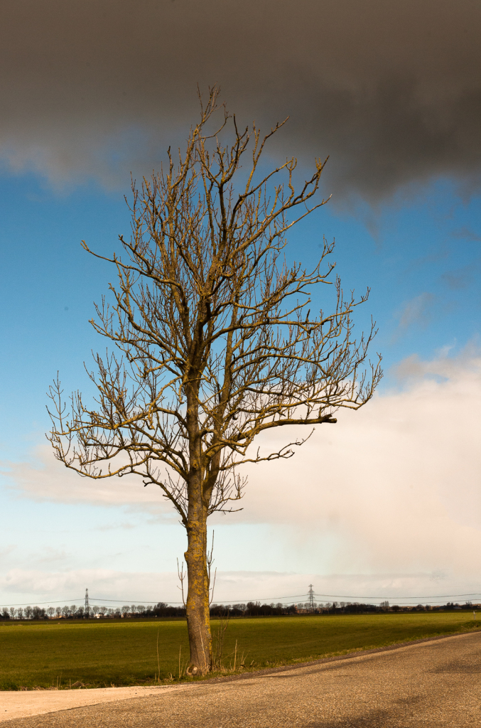 Sunny tree