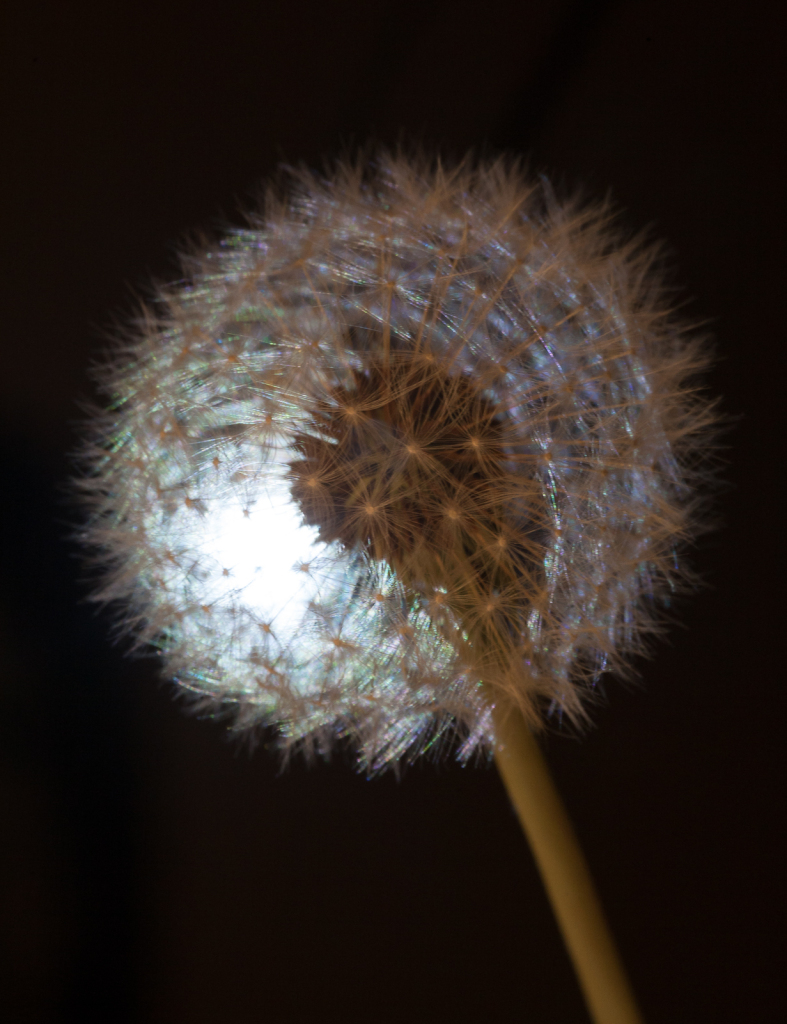 Dandelion fluff