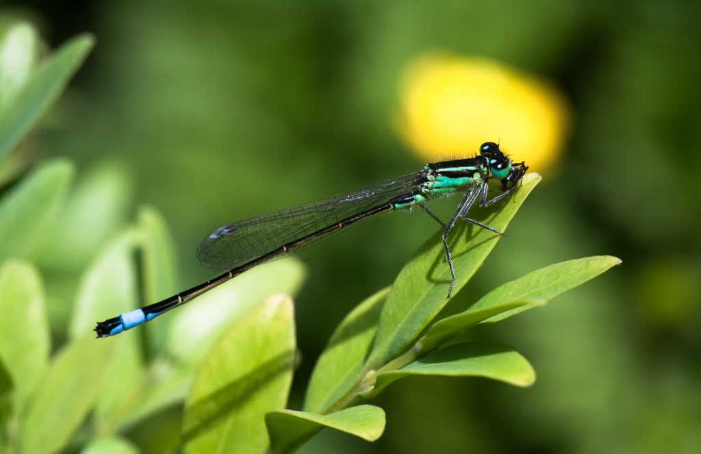 Fly for lunch