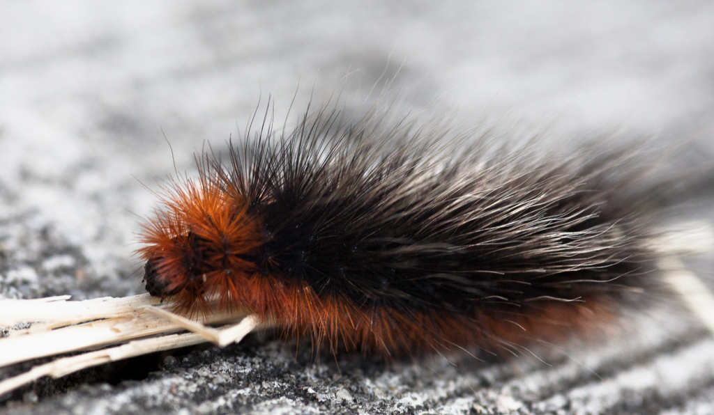 Wooly bear