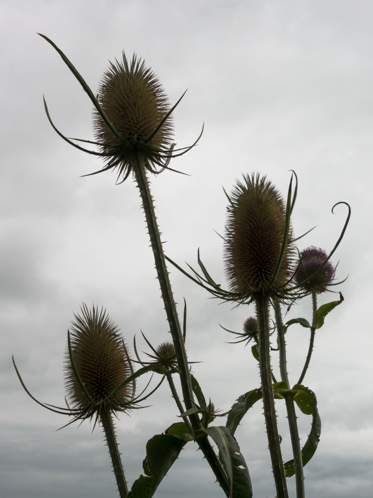 Cheering teasel