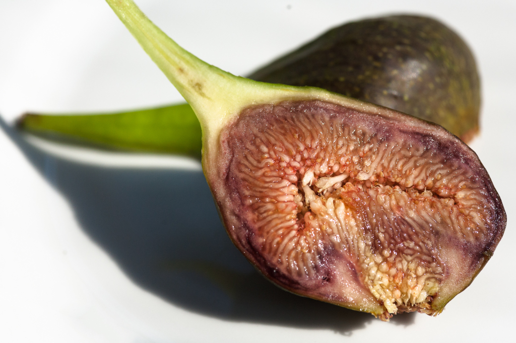 First fig