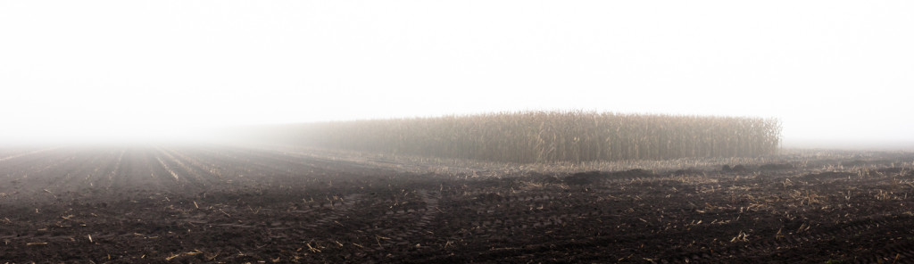 Misty cornfield