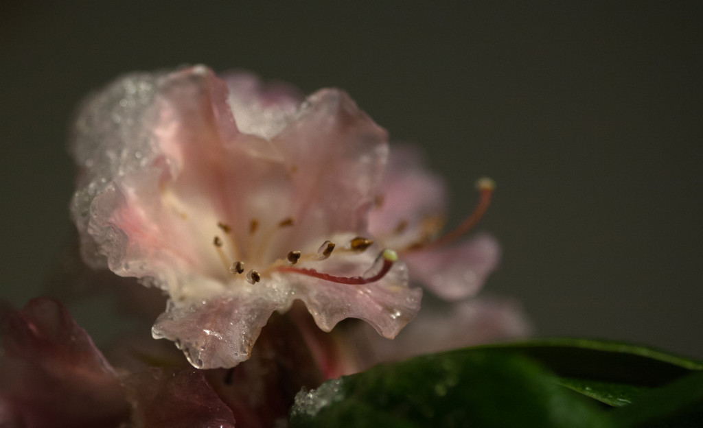 Frozen blossom